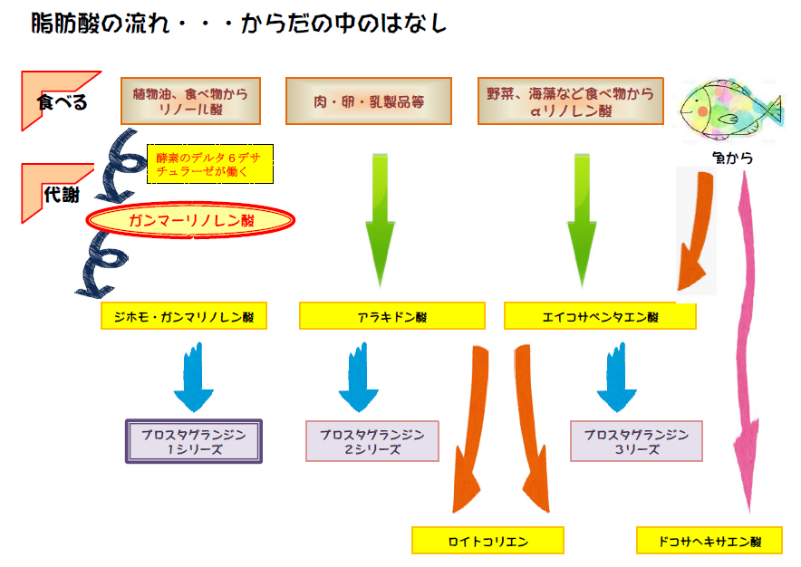 ガンマーリノレン酸のはなし れいわ版 だいすけのアトピーが教えてくれたもの 再掲